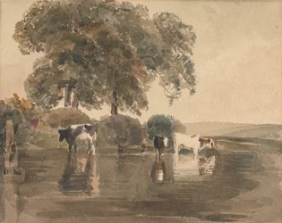 Vacas em uma piscina